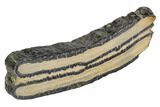 Mammoth Molar Slice With Case - South Carolina #106580-2